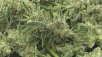 El gobierno alemán aprobó el consumo recreativo del cannabis