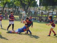 Old Lions prepara una fiesta del rugby infantil con el torneo “Julio Montenegro”