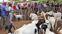 Se realizaron las 1ras Jornadas de Ganadería Caprina Agroecológica del NOA