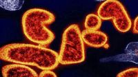 Brote del virus Nipah: qué se sabe del peligroso patógeno detectado en India