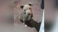 Buscan desesperadamente a India, una perrita del barrio 8 de Abril