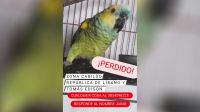 "Jaime" se perdió en el barrio Cabildo y su familia lo busca con desesperación