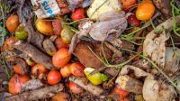 Más de un 30% de todos los alimentos del mundo terminan en la basura