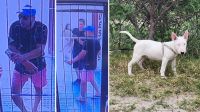 Quedaron filmados cuando "levantaban" una Bull Terrier: su familia ruega que la devuelvan