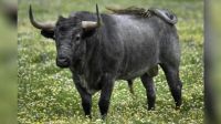 Un hombre murió en el acto al recibir cornada de un toro que intentaba escapar del campo