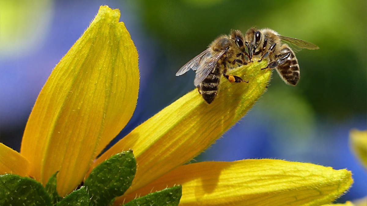 Desarrollan método único en el mundo para seguir abejas