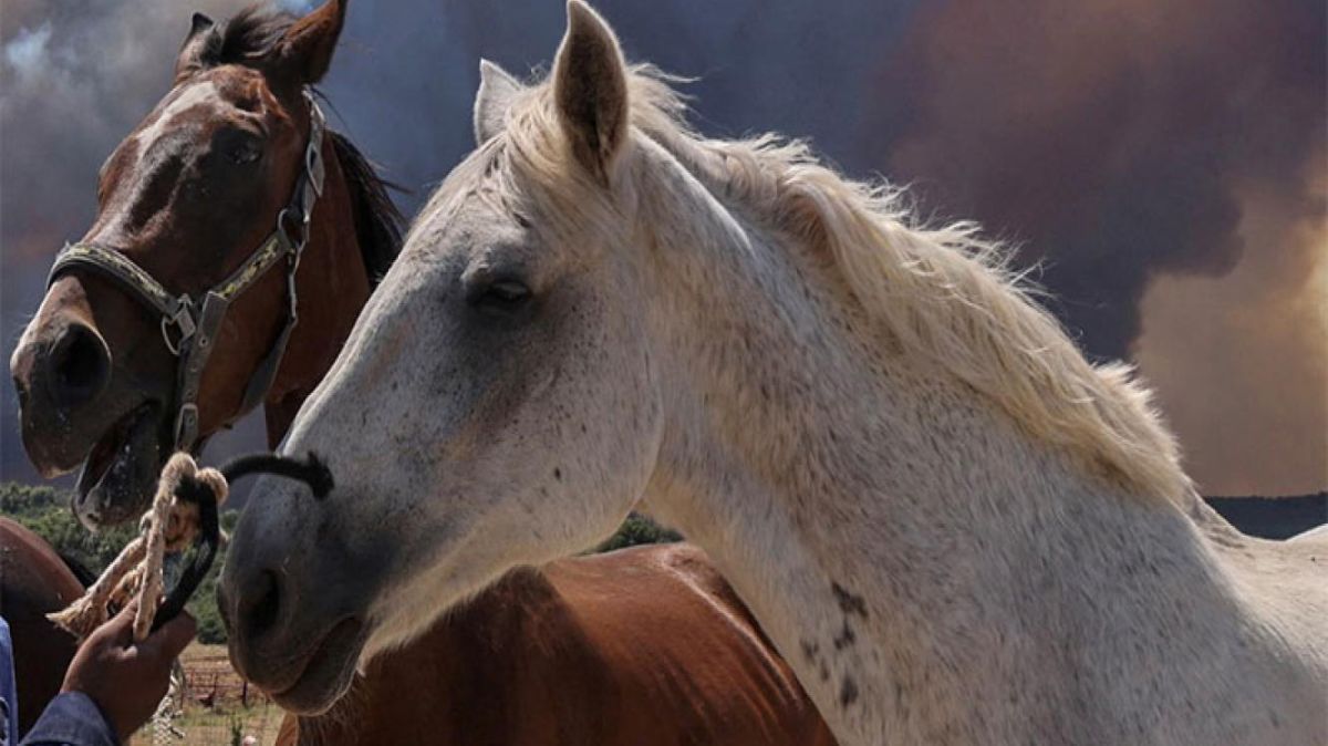Exigirán vacunación de equinos para eventos masivos