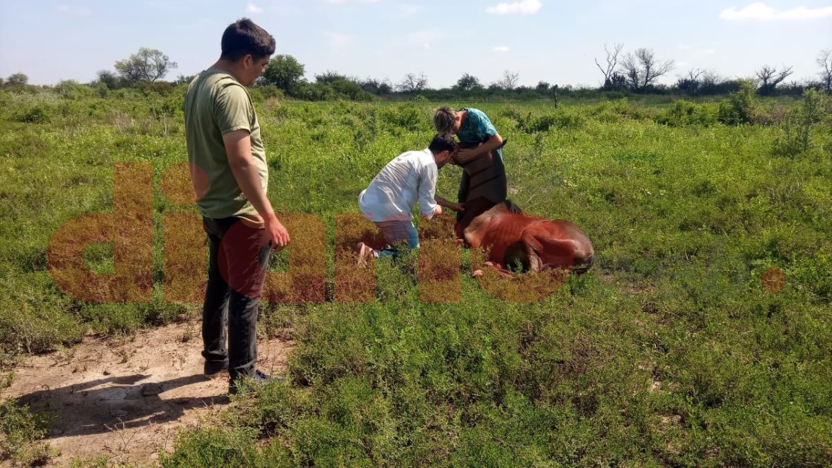 Se analiza brote de encefalomielitis equina en la zona de Colonia Dora 