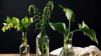 Cinco plantas de interior que crecen en agua y son ideales para tu casa