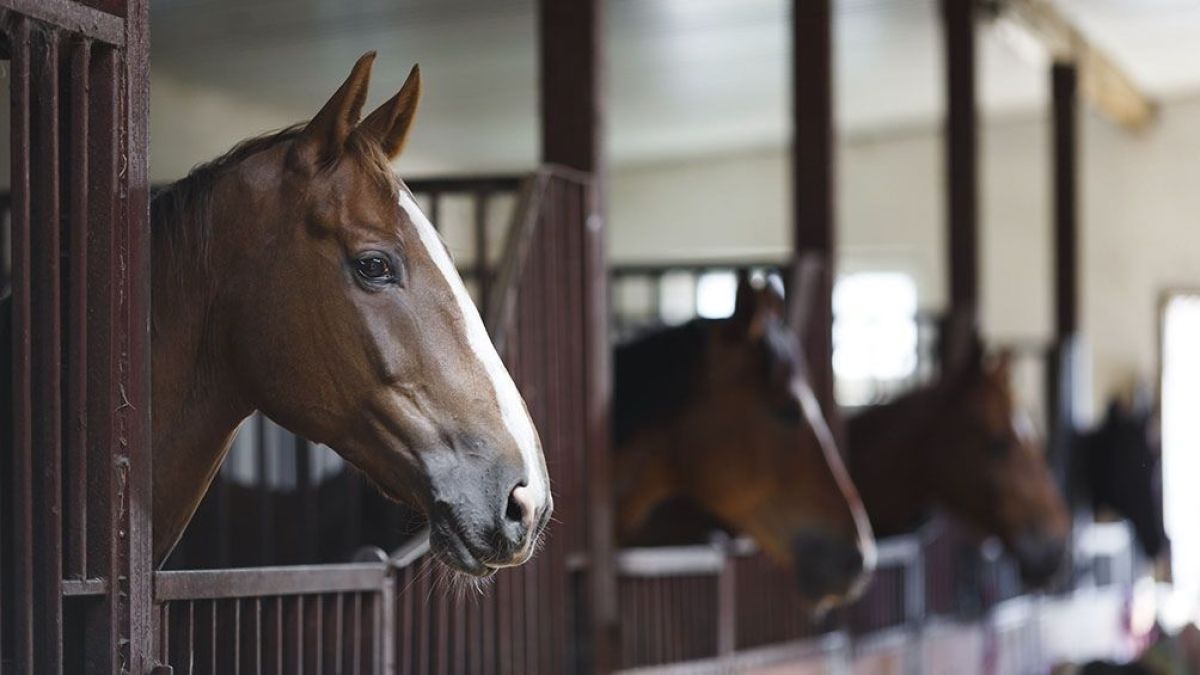 Encefaliomelitis Equina: estiman que en dos semanas habrá 350.000 vacunas disponibles