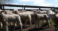 “Cuatreros” ingresaron a corral de su vecino y le robaron dos corderos